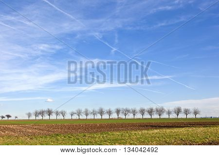 fields with tree alley at horizon under blue sky