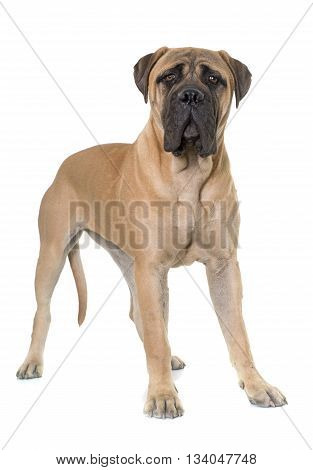 young bull mastiff in front of white background