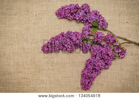 Lilac flowers on a sackcloth. Syringa. Background