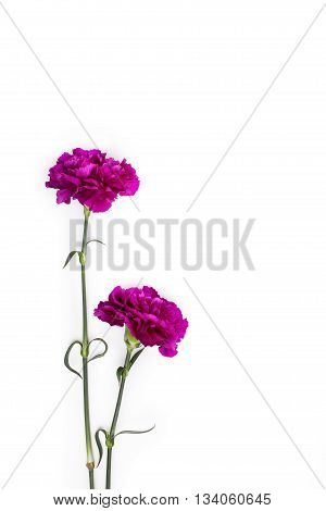 Two beautiful purple gillyflowers on white background