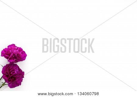 Two purple gillyflowers on white background from the top