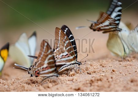 Butterfly eating Salt licks on ground at Pangsida national park SakaeoThailand