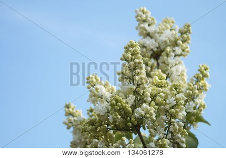 White lilac branch in spring against blue sky