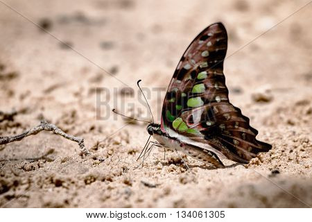 Butterfly eating Salt licks on ground at Pangsida national park SakaeoThailand