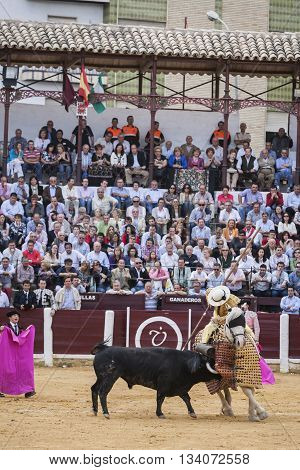 Ubeda Spain - October 3 2010: Picador bullfighter lancer whose job it is to weaken bull's neck muscles in the bullring fo Ubeda Jaen province Spain