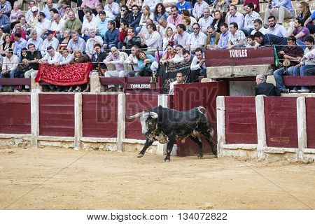 Ubeda Spain - October 3 2010: Capture of the figure of a brave bull in a bullfight going out of bullpens Spain