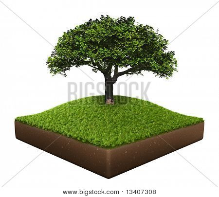 Terrain avec arbre