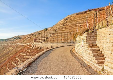 View over the vineyards (Hessigheimer Felsengaerten) - blue sky