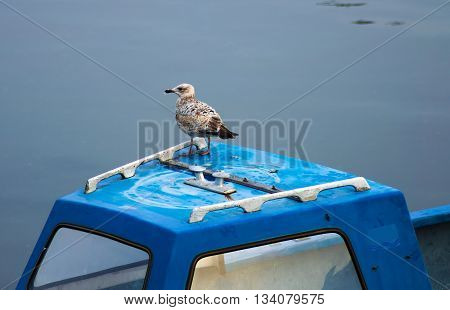 Sea bird standing on a boat in Oban harbour, Scotland
