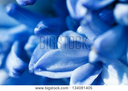 background from blue flowers of a hyacinth close up a macro