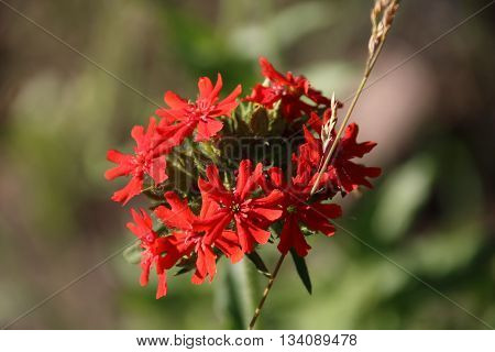 Lichnis chalcedonica , red flower in the garden