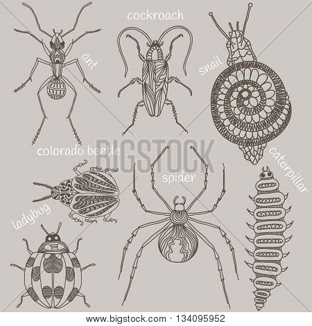 Hand drawn beetles set. Insects for design icons logo print or else. Caterpillar cockroach snail ladybug spider colorado beetle and ant. Vector illustration.