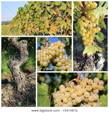 Collage de raisin vert ensoleillé