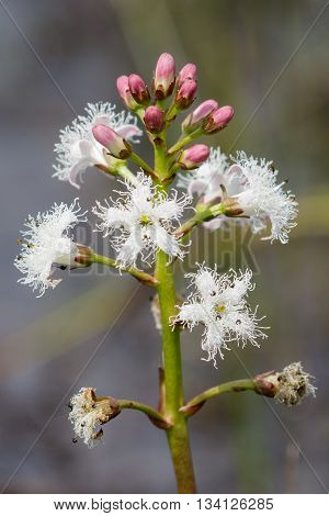 Flowering Bogbean (Menyanthes trifoliata ) in heathland bog.