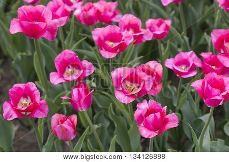 Flowerbad with Pink tulips. Vintage effect. Spring floral background. Pink tulip flowers. Vintage photo. Closeup. Pink tulips on a nature background