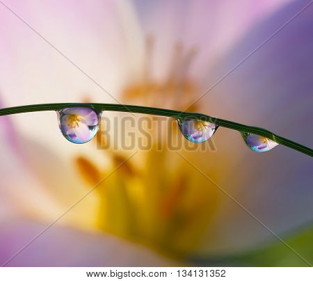 Fresh grass with dew drops and Sun beams on large flower background