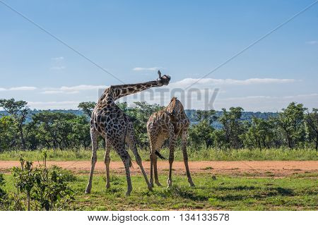 Giraffe teaching her offspring to fight in the Welgevonden Game Reserve in South Africa