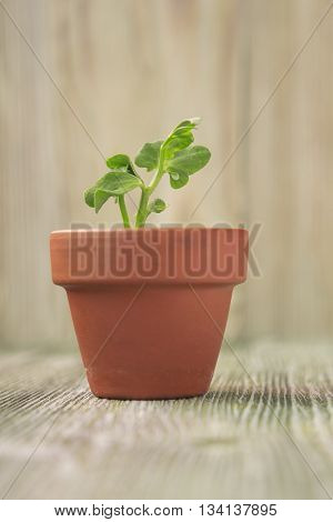 Young plant of pea seedling in small ceramic pot on wooden background. Soft selective focus rustic background