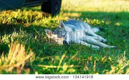 domesticated wolf dog resting relaxed on a meadow in shadow of caravan car. Czechoslovakian shepherd