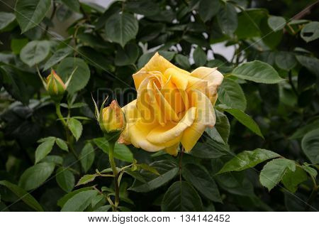 beautiful bush garden roses in the garden with yellow flowers buds and green leaves