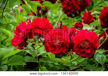 beautiful rose bush unusual spots with red flowers and green leaves