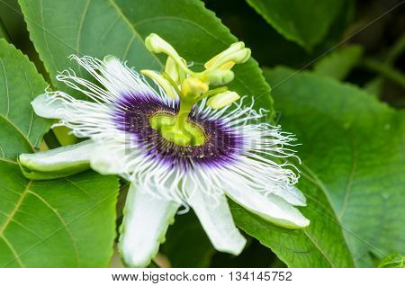 Exotic beautiful white and purple carpel flower of Passiflora Foetida or Wild Maracuja