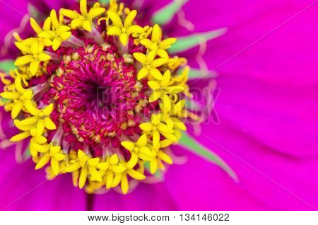 Macro shot on top beautiful exotic yellow carpel on pink petals of Zinnia Elegans flower For background colorful nature.