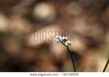 Flower of the wood sanicle (Sanicula europaea) a medical plant in Europe.