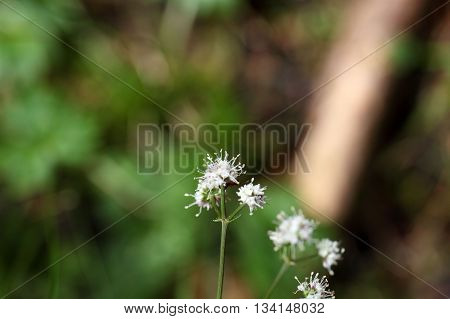 Flower of the wood sanicle (Sanicula europaea) a medical plant in Europe.