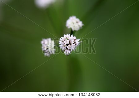 Flower of the wood sanicle (Sanicula europaea) a medical plant in Europe.
