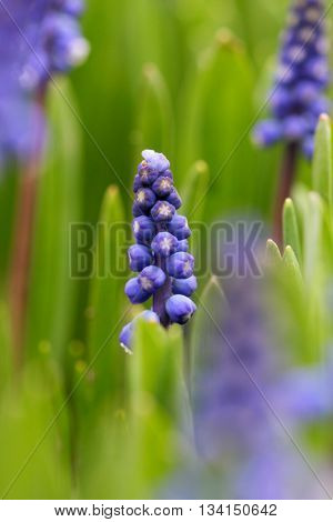 Muskari Blue Flower On The Background Bokeh