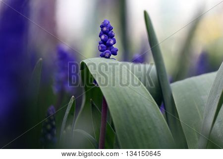 Muskari Blue Flower On The Background Bokeh