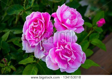 Rosas florecidas en jardin en Bariloche, Argentina.