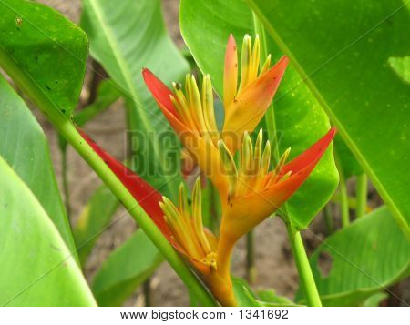 Strelitzia