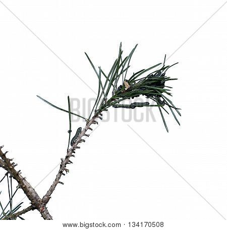 Caterpillars infest on pine branch pests destroy needles