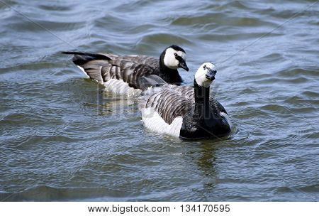 Flock of geese swimming on the waves
