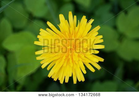 Yellow dandelion flower in the background of green grass closeup