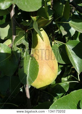 Ripe juicy green pear on a branch in the leaves