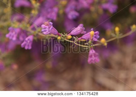 Purple foothill penstemon flower Penstemon heterophyllus in a Southern California garden in spring.