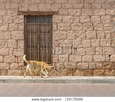 Dog in front of a brick building with an wooden door