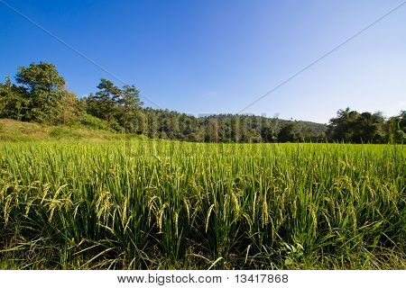 Champ de riz vert luxuriant avec un ciel bleu