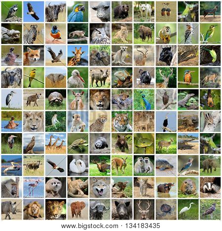 Collage Of 100 Photos Of Wildlife
