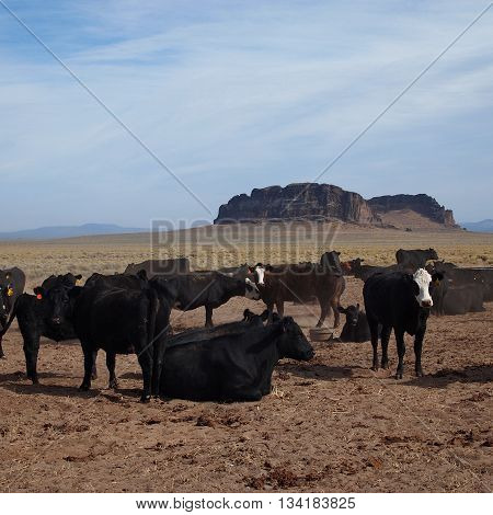 Grazing cattle at a ranch outside of Ft. Rock in Eastern Oregon.