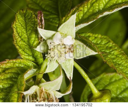 Flower on Red raspberry Rubus idaeus with bokeh background macro selective focus shallow DOF