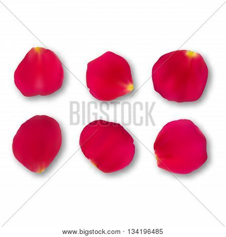 Vector set bright roses petals lie. A lot of pink petals on white background. Nature view from above.