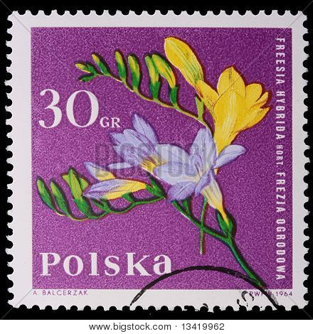 โปแลนด์ - เซอร์กา 1964: แสตมป์ - Freesia Hybrida