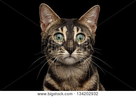 Closeup Portrait of Bengal Cat with Dark Fur and Green eyes isolated on Black Background