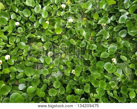 Water Hyacinth cover a pond