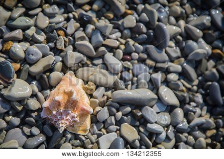 Seashell on pebble beach by the sea.