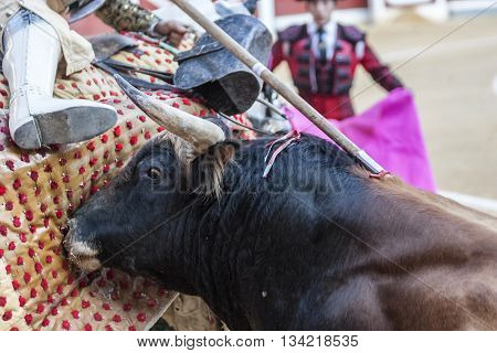Jaen Spain - October 18 2010: Picador bullfighter lancer whose job it is to weaken bull's neck muscles in the bullring for Jaen Spain